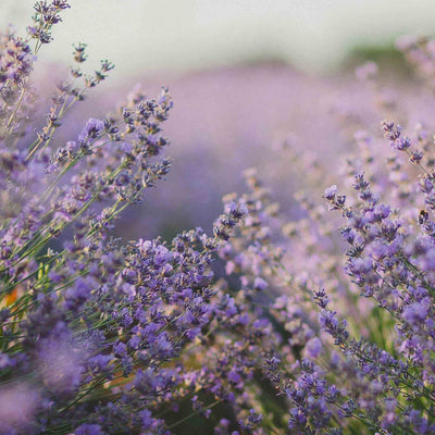 The Olfactory System